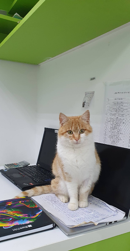 Pisică la recepție